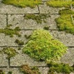roof algea and mold Rhode Island roofing repairs